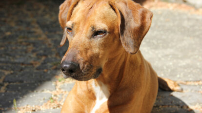 Hund