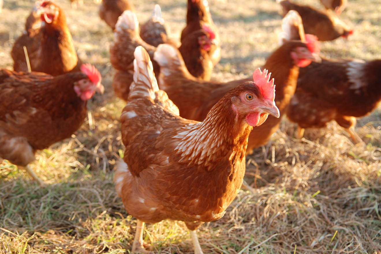 Das Huhn – 10 faszinierende Fakten über Hühner