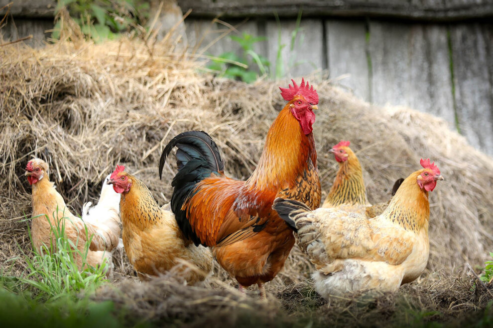 Das Huhn 10 faszinierende Fakten über Hühner