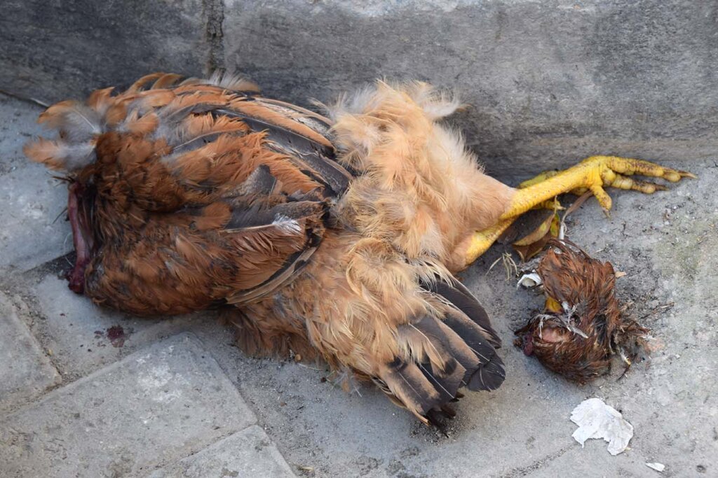 Gekoepftes Huhn