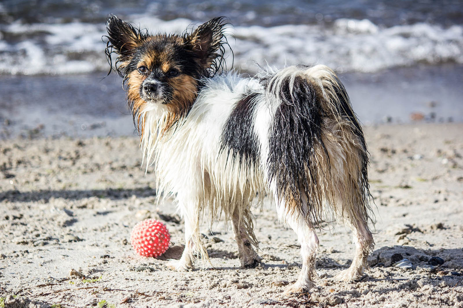 Nasser Hund am Strand