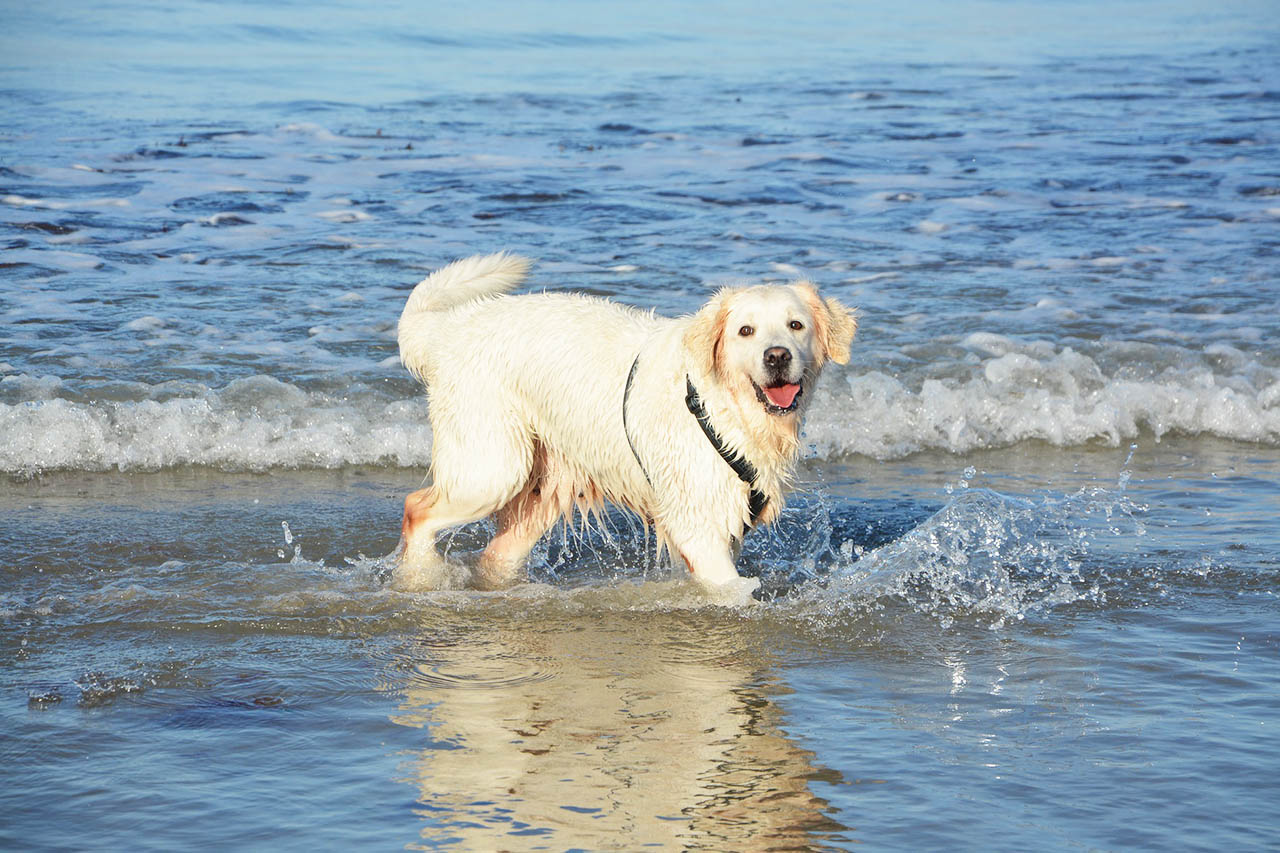 Urlaub mit Hund: Was muss ich beim Urlaub mit Hund beachten?