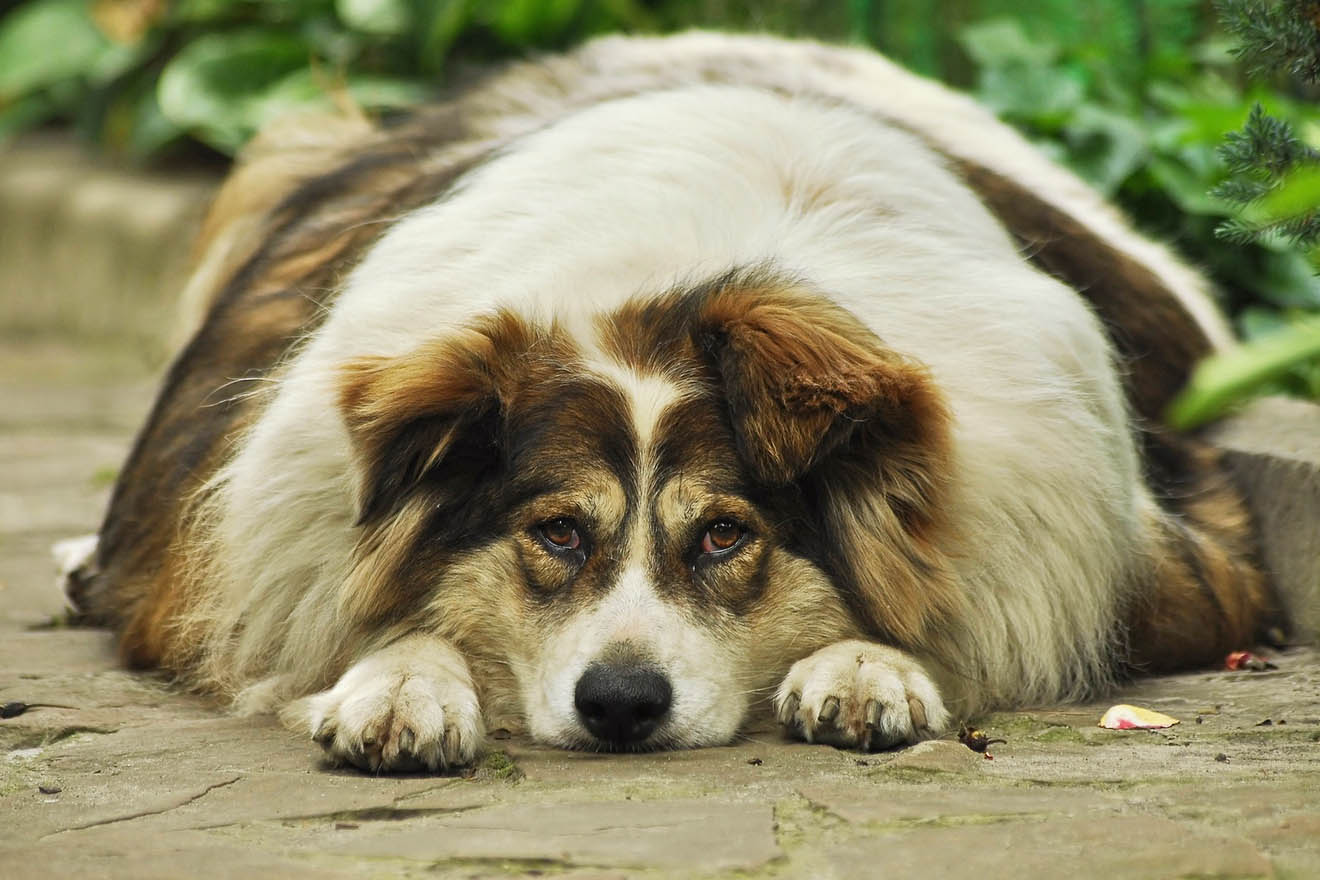 Übergewicht bei Hund und Katze: Alle Infos und Tipps zur Diät
