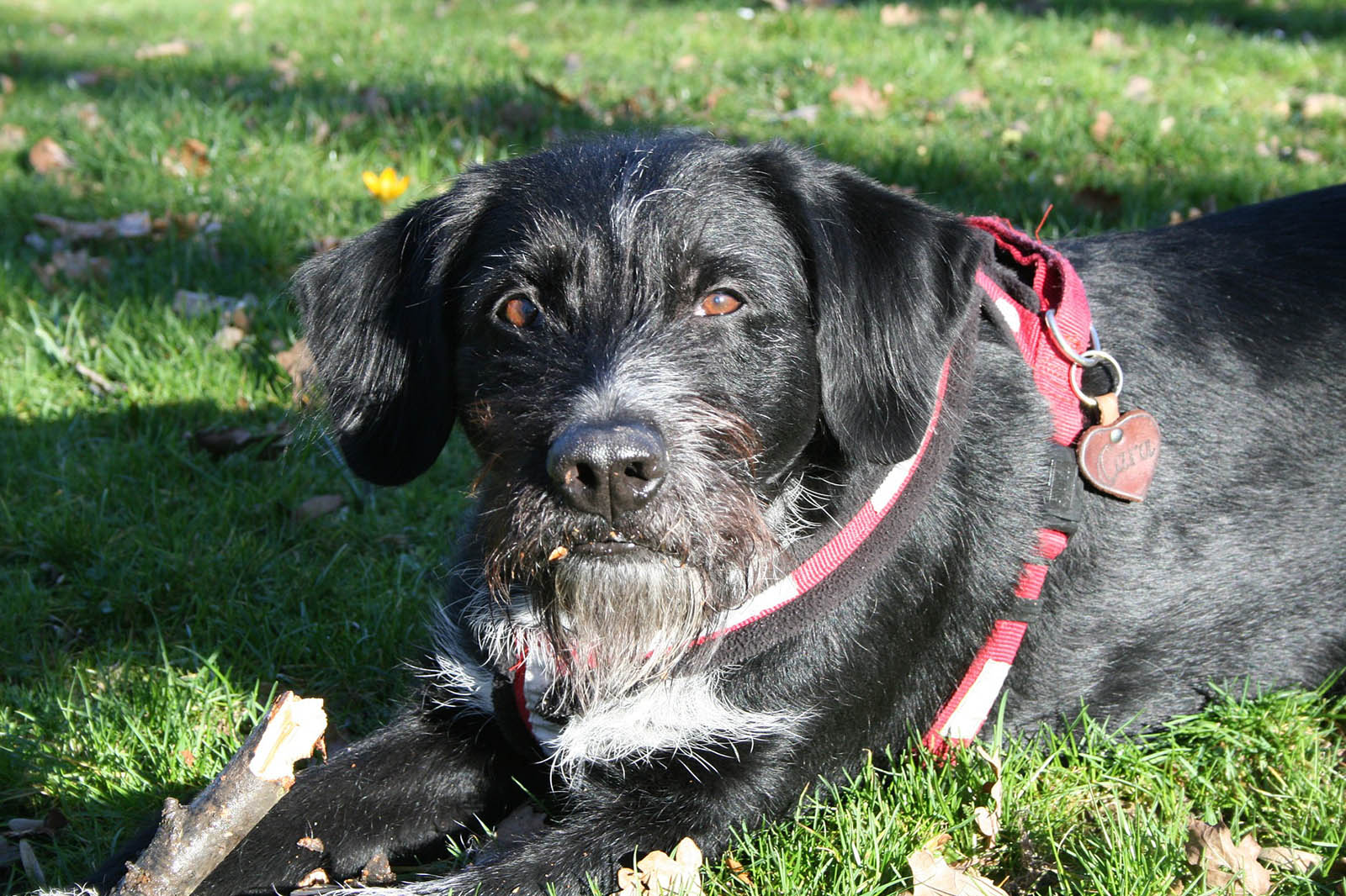 Hund mit Stoeckchen