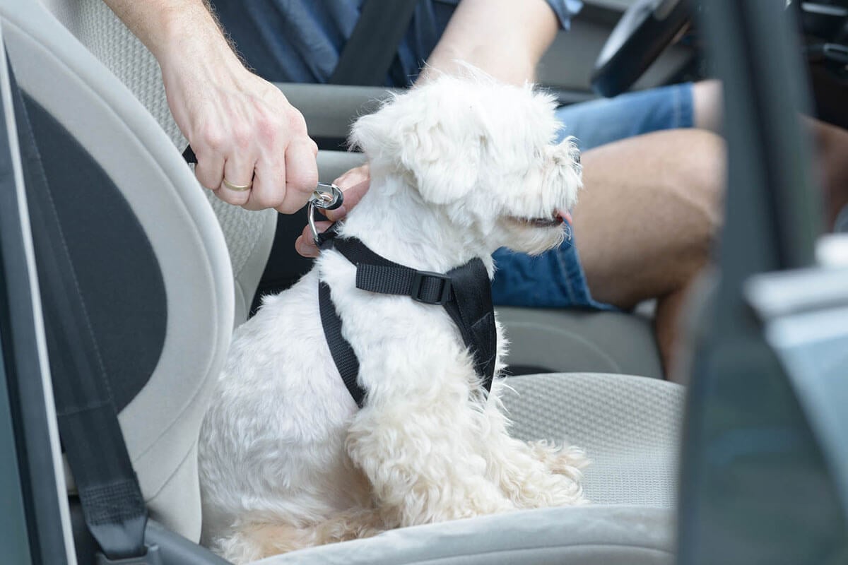 Hund wird im Auto angeleint