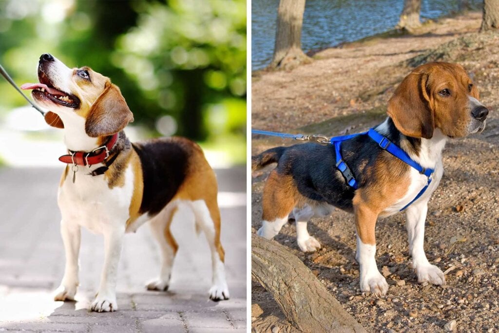 Collage Hunde mit Halsband und Geschirr