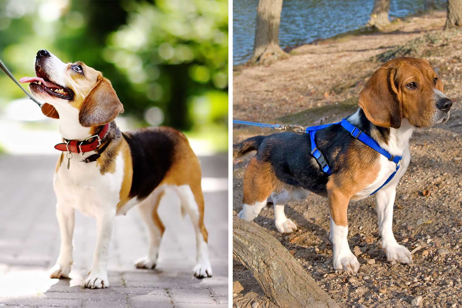 Halsband Geschirr: Was ist besser für Hunde?