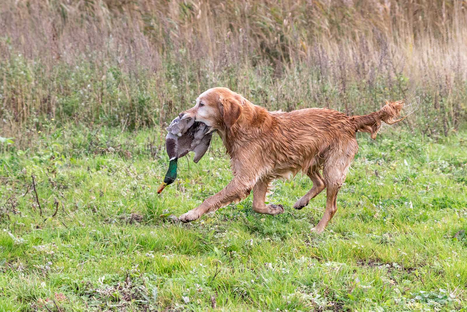 Hund mit toter Ente im Mund