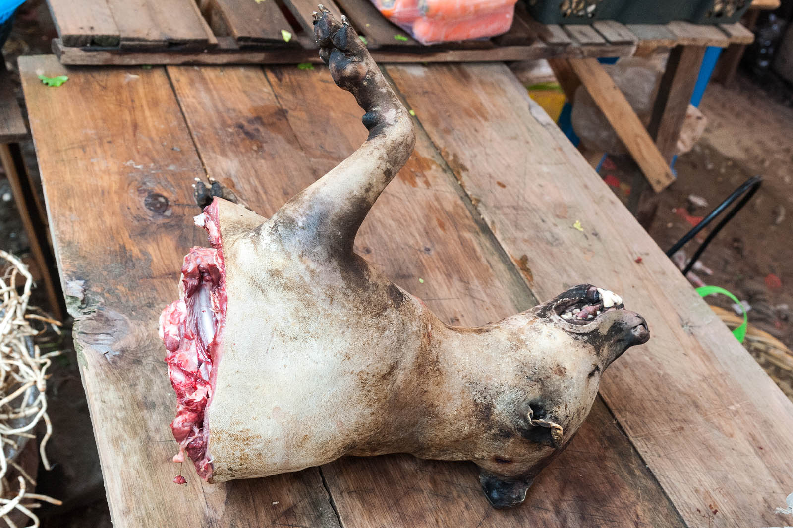 Das grausame YulinHundefleischFestival So können Sie helfen PETA