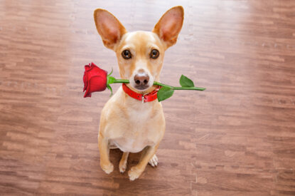 Hund mit Rose im Mund
