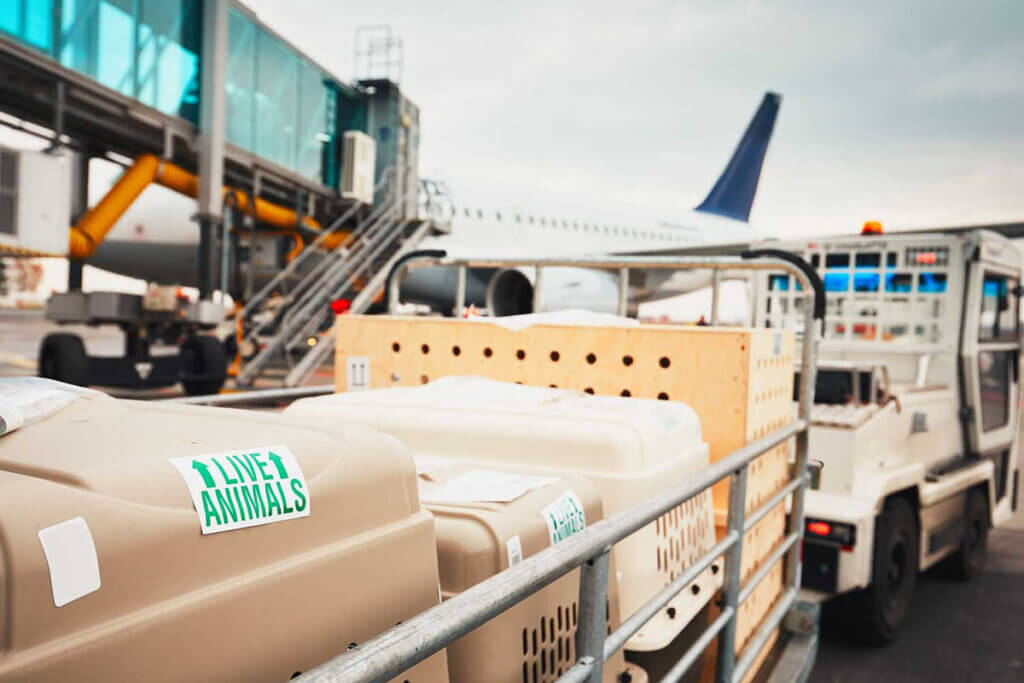 Transportboxen werden zu einem Flugzeug gebracht