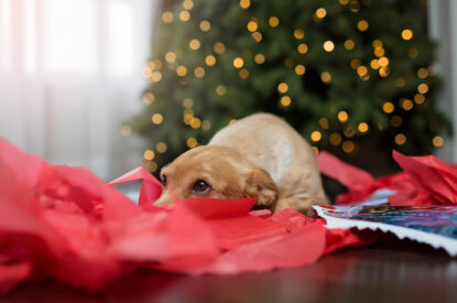 Hund vorm Weihnachtsbaum