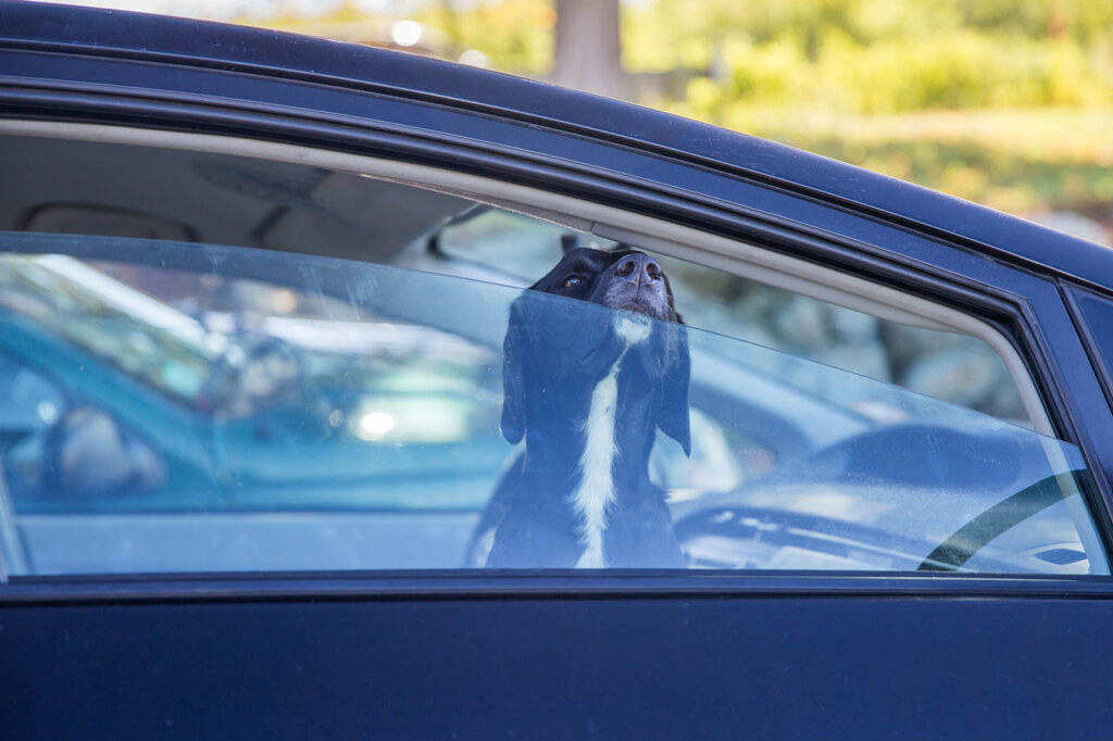 Hund schaut aus dem Autofenster