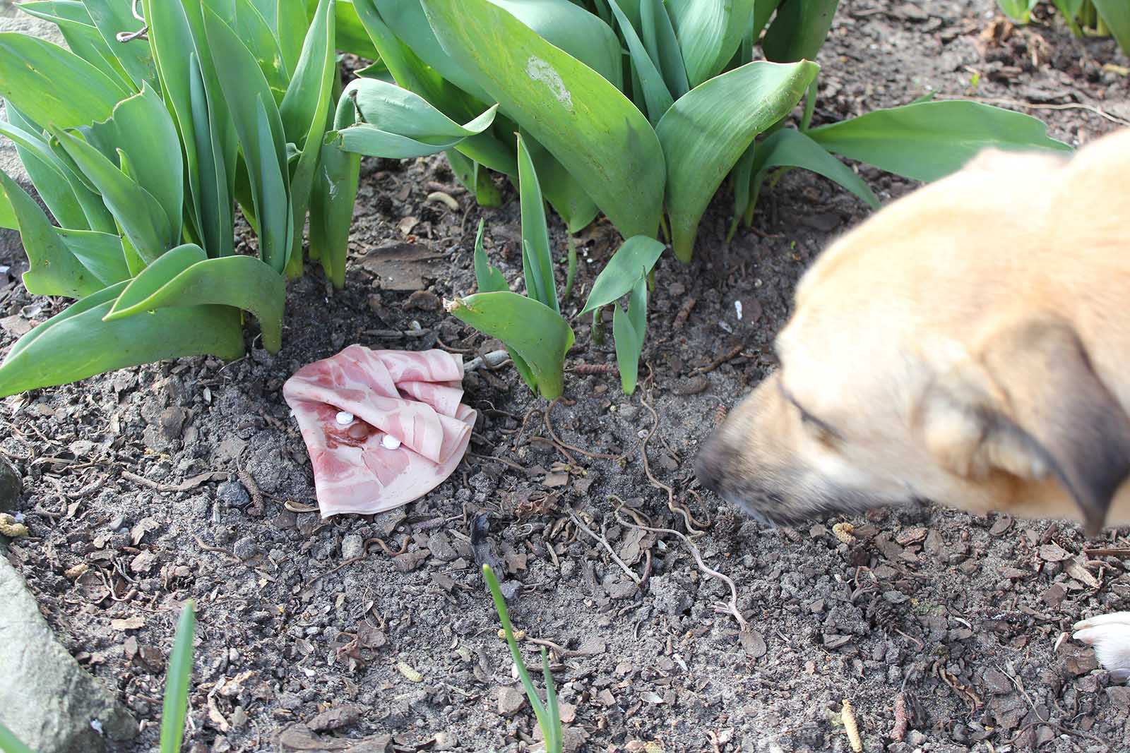 Giftk der Beim Hund Vergiftung Erkennen Und Behandeln Tipps Giftk der Beim Hund Vergiftung Erkennen Und Behandeln Tipps