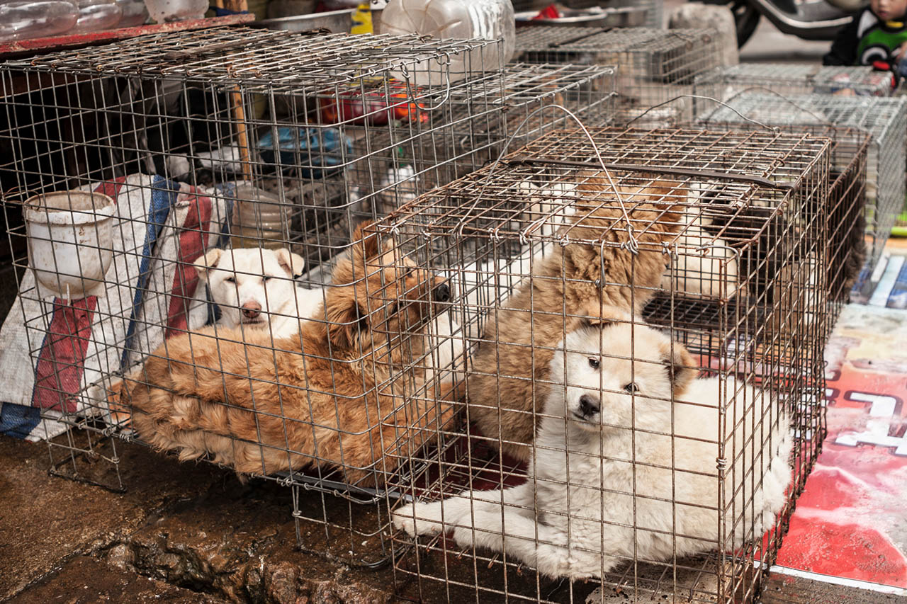 Yulins grausames Hundefleisch-Festival – So können Sie helfen