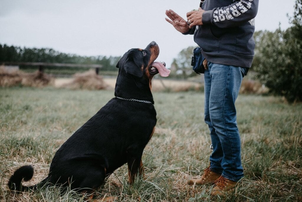Hund sitzt vorm Menschen