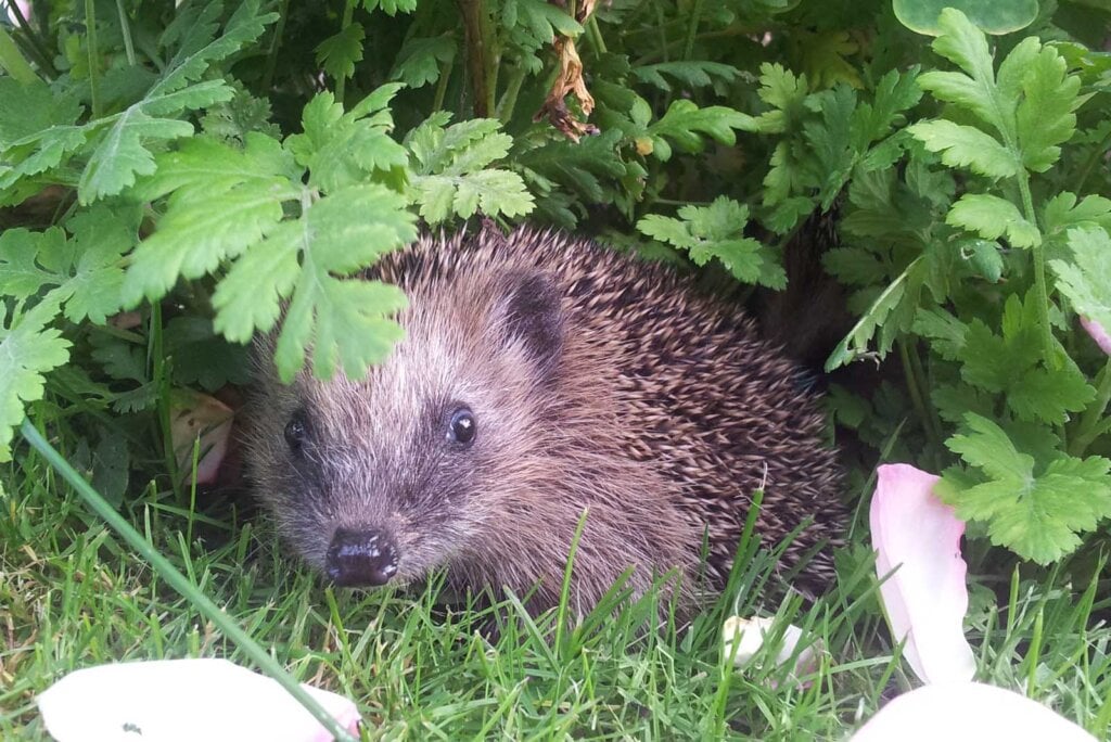 Igel im Busch