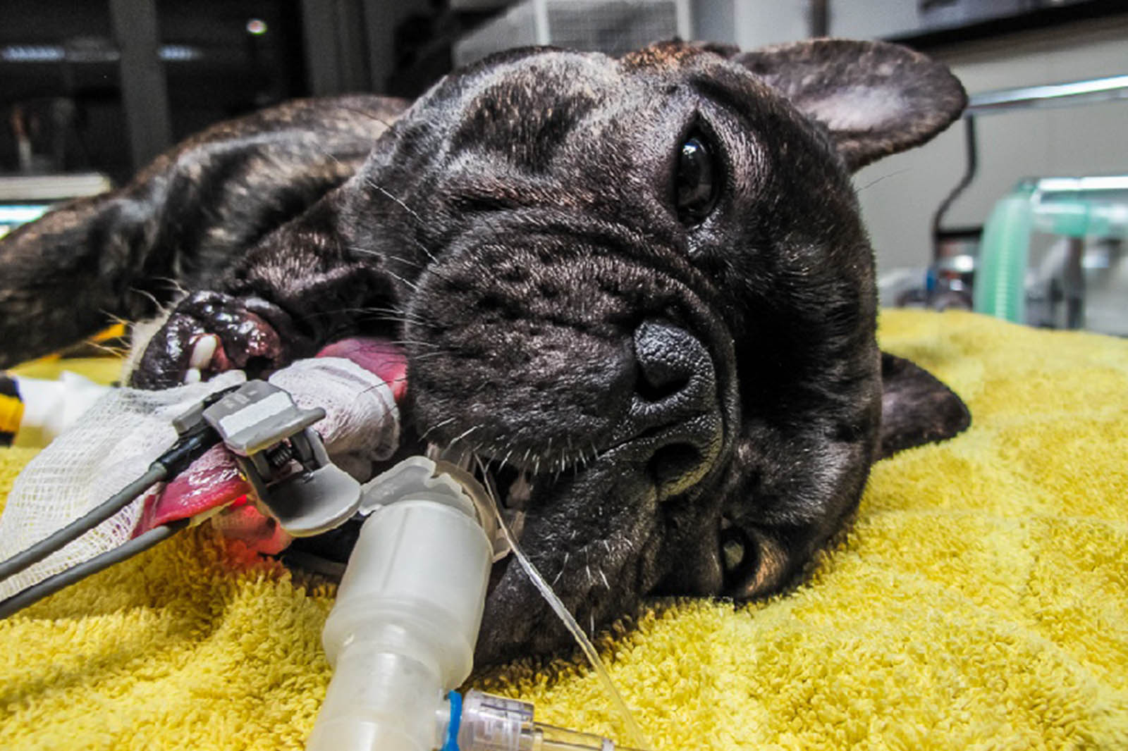 Franzoesische Bulldogge am Beatmungsgeraet