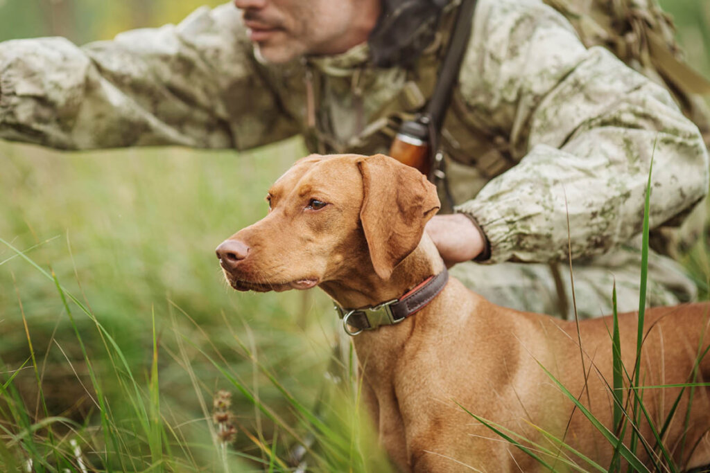 jagdhund