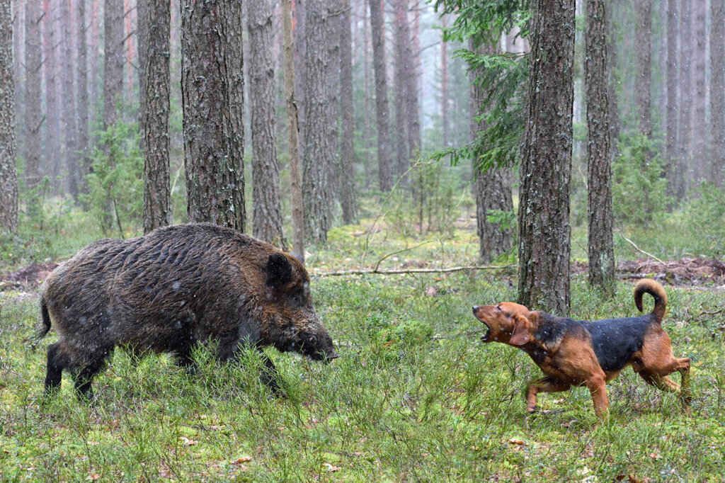 Wildschwein steht vor Jagdhund