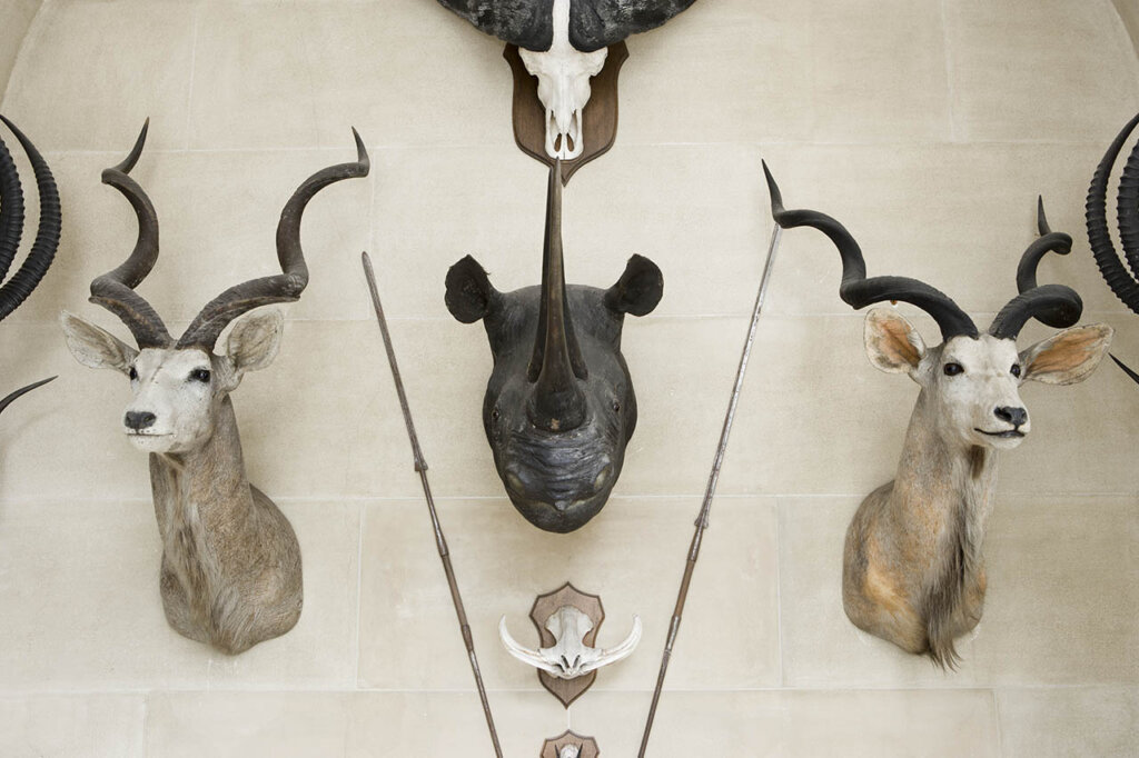 Jagdtrophaen an der Wand