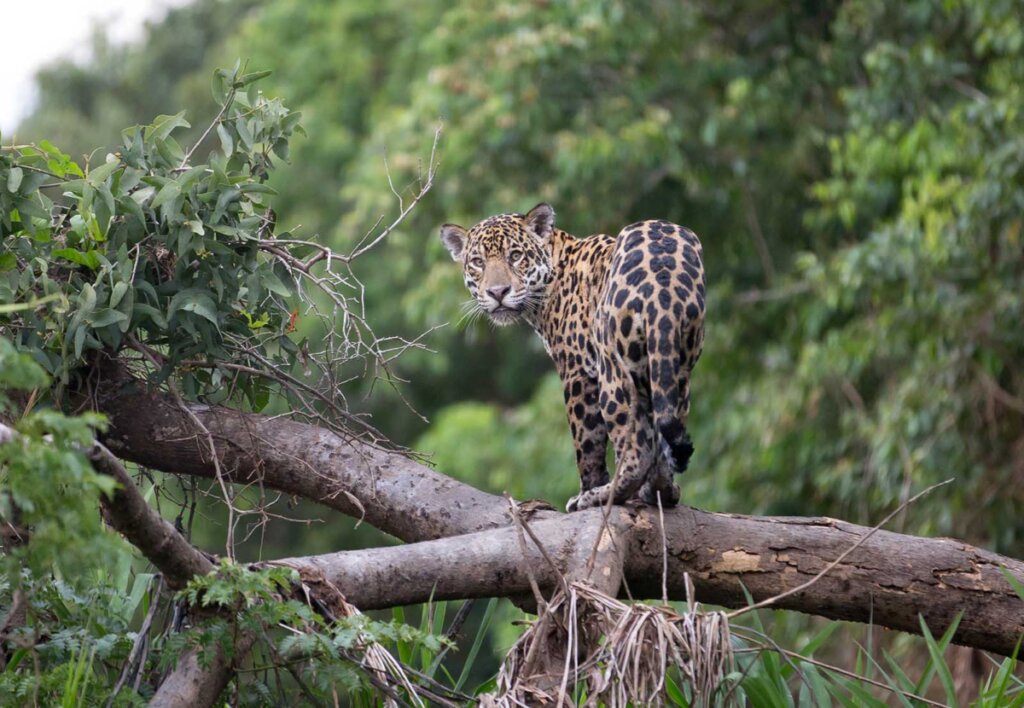 Jaguar im Regenwald