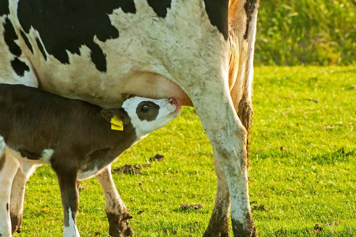 kalb trinkt