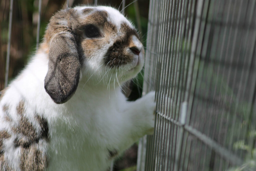 Kaninchen