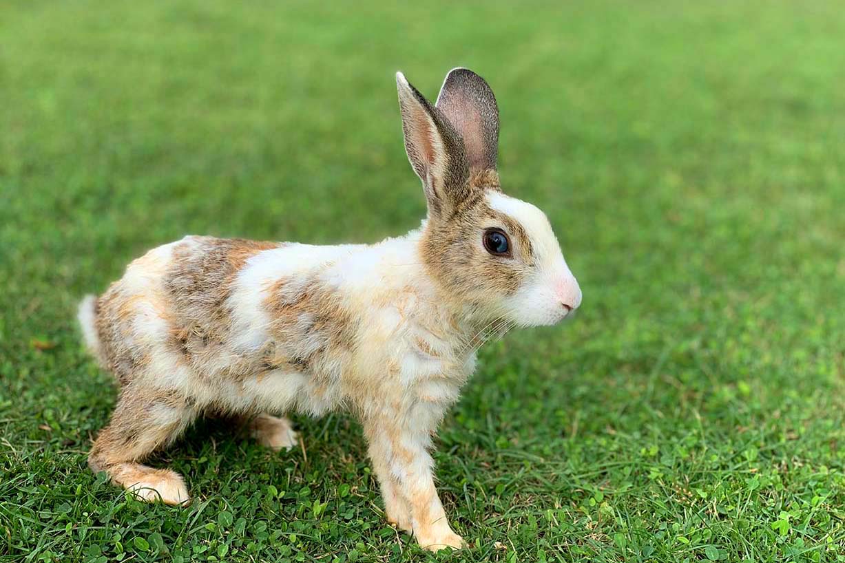 Das Kaninchen 11 Faszinierende Fakten Uber Kaninchen Peta Deutschland E V