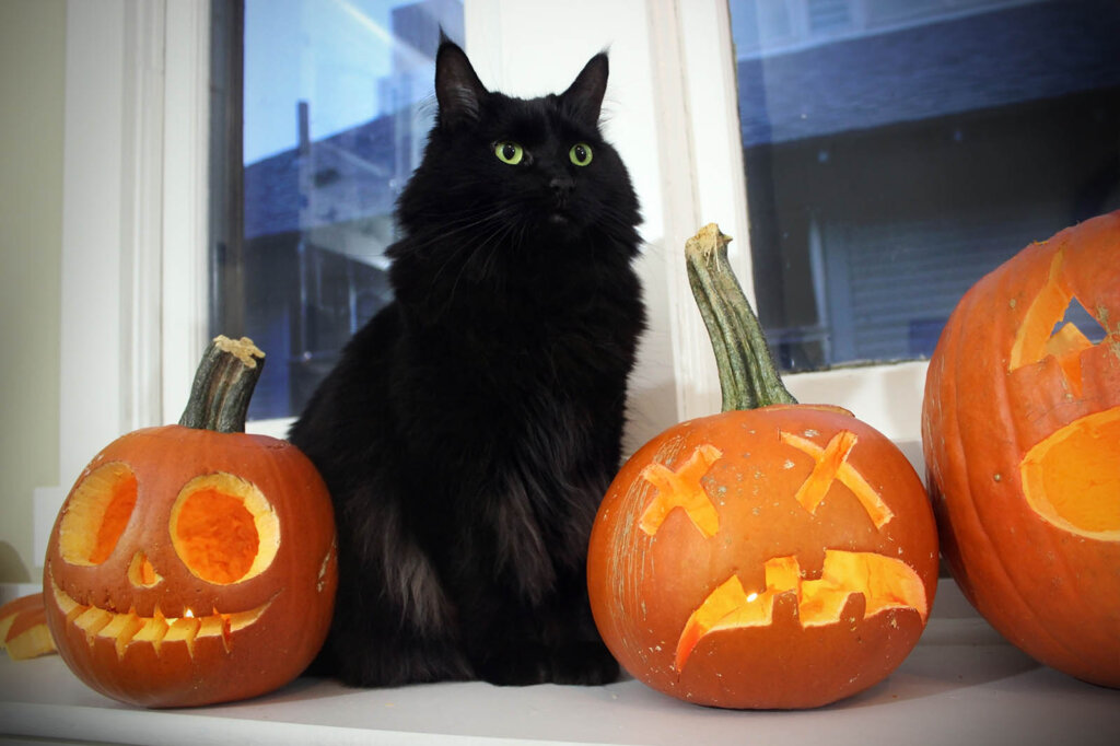 Katze sitzt neben Halloweenkuerbissen