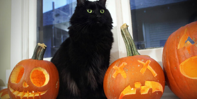 Katze sitzt neben Halloweenkuerbissen