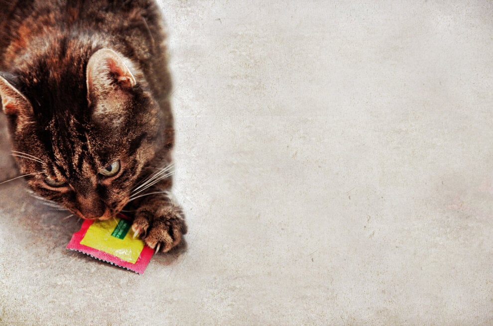 Katze mit Kondomverpackung