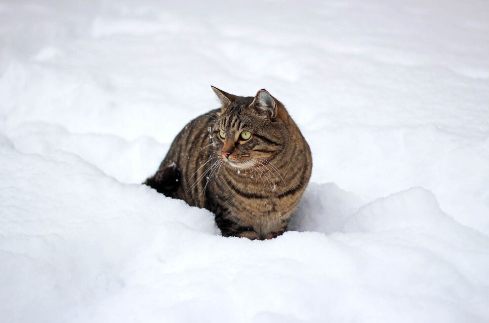 Eine graue Katze steht im Schnee.