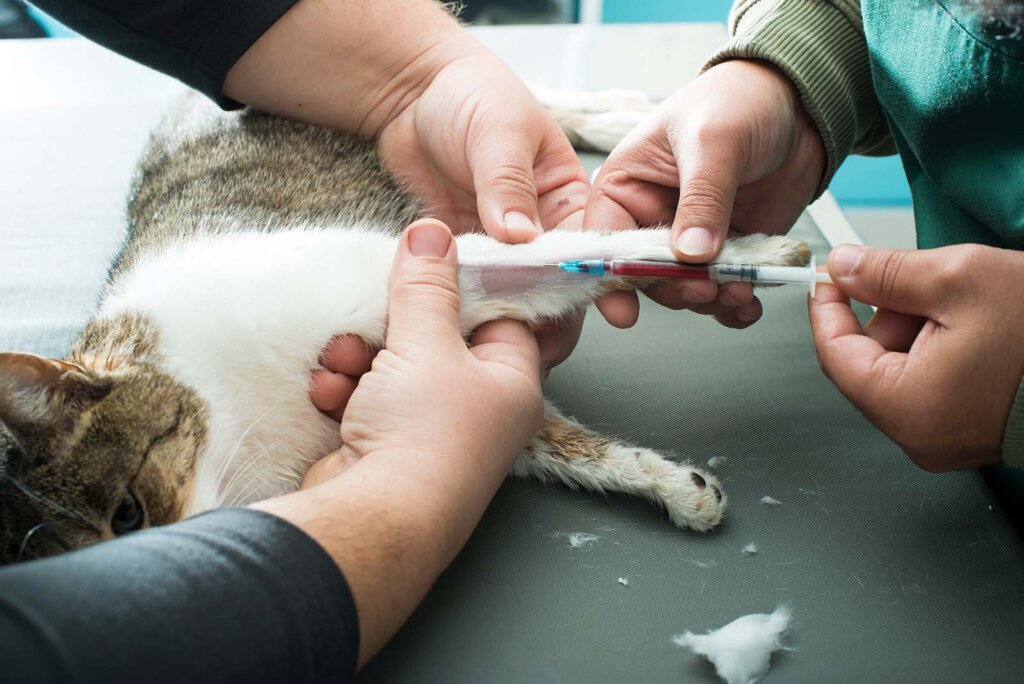 Tierarzt nimmt Blut bei einer Katze ab