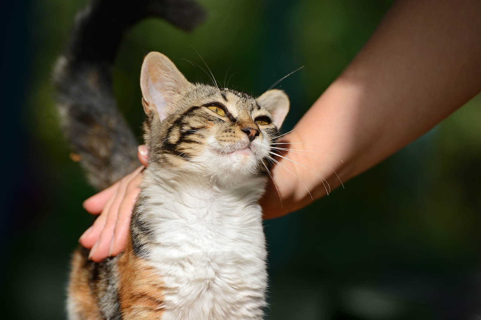 katze wird gestreichelt