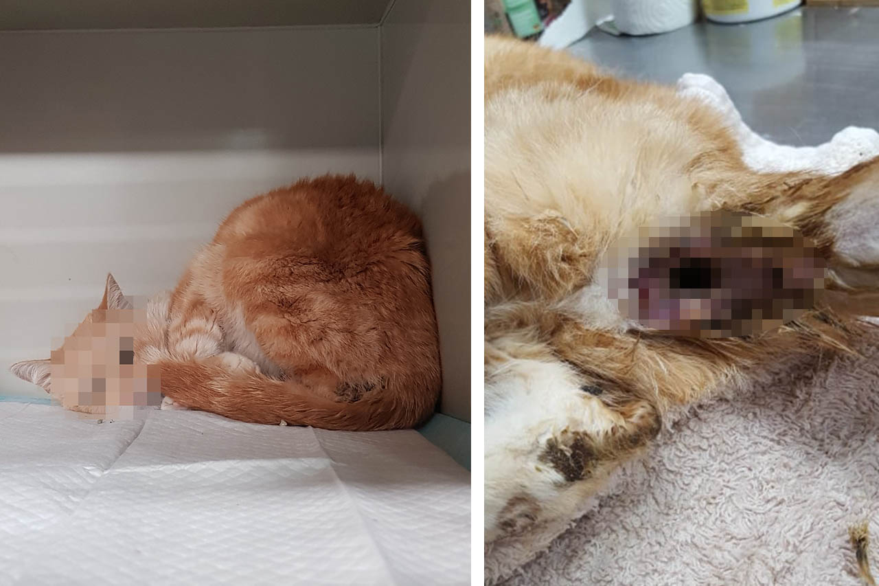 Wer hat diese Katze vergewaltigt? 1.000 € Belohnung für Hinweise