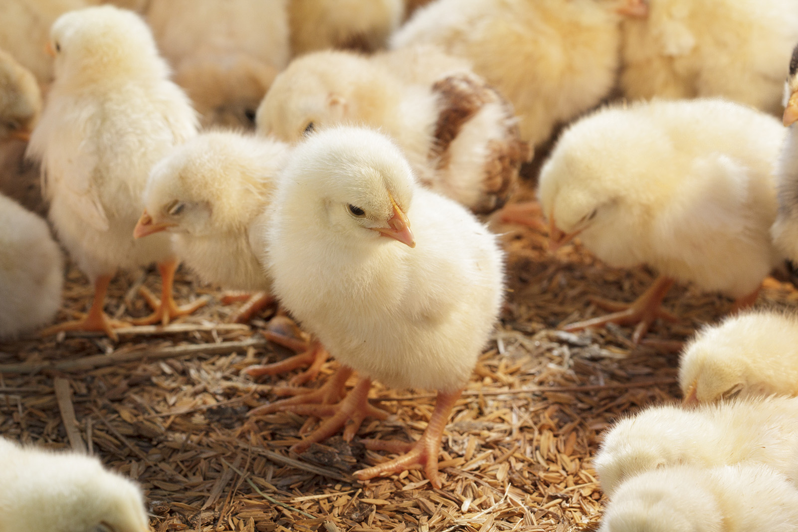 3 Millionen mehr: Über 45 Millionen Küken wurden 2019 getötet!