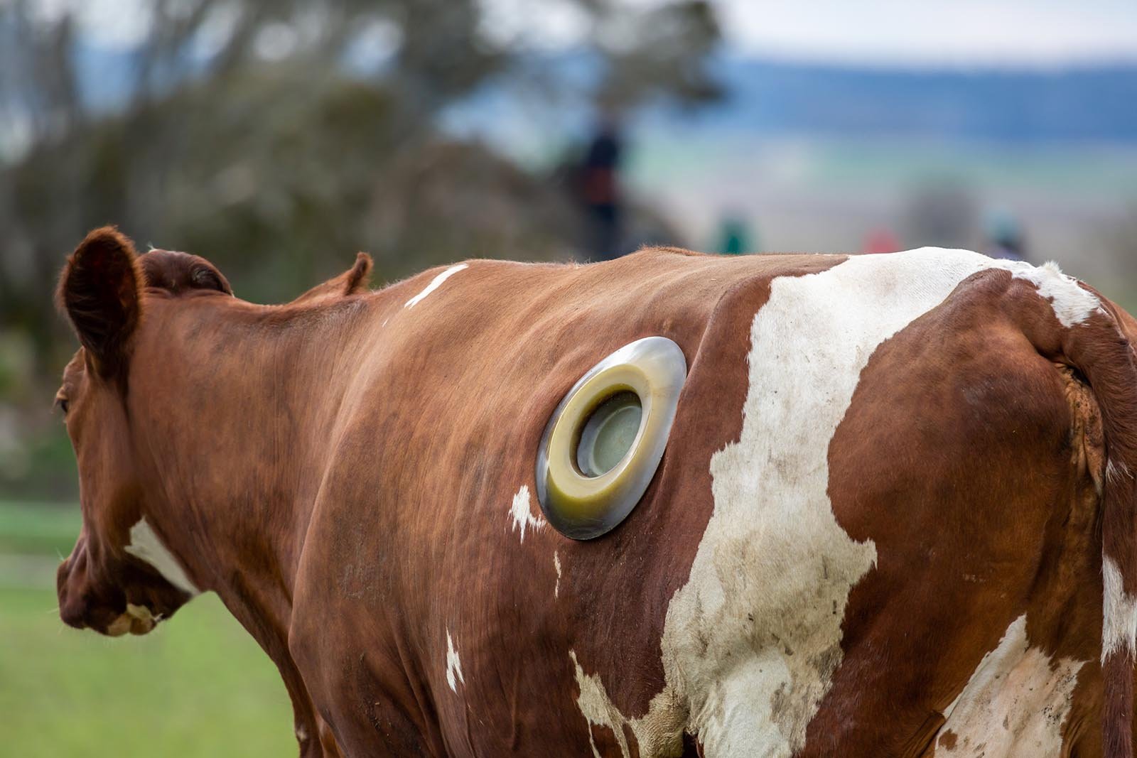Kuh mit Loch im Bauch: Darum leiden Kühe unter der Fistel