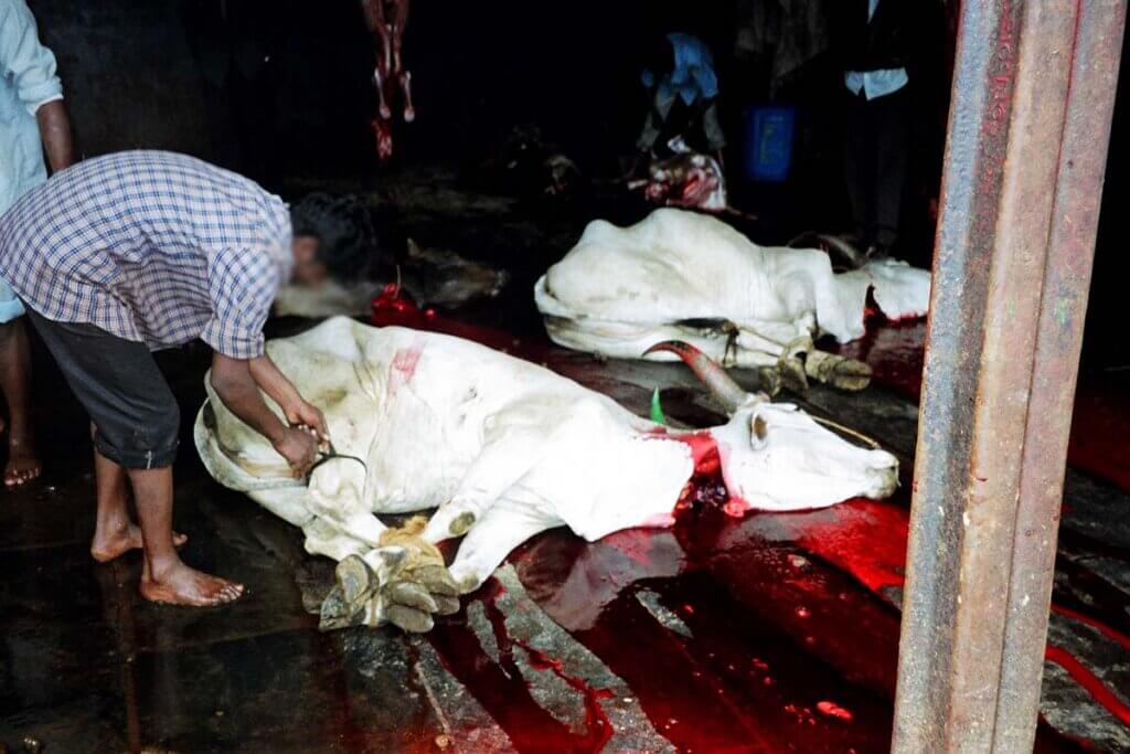 Person fesselt die Beine einer Kuh, die mit aufgeschlitzter Kehle blutend am Boden liegt.