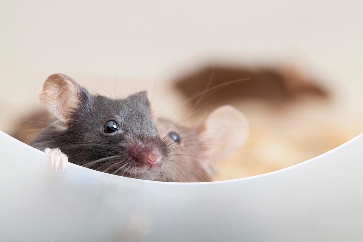 Mäuse und Ratten im Haus vertreiben – 5 tierfreundliche Tipps