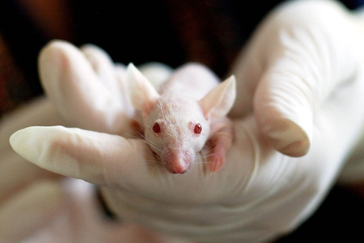 8 innovative Erfindungen, die Tierversuche überflüssig machen