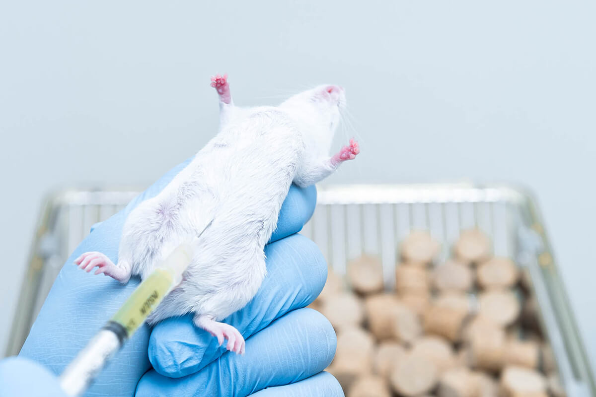 Mäuse verstrahlt und gefoltert – damit sie graue Haare bekommen