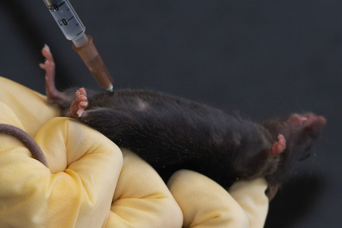 Tierversuche für Botox: Das Sterben der Mäuse für unsere Schönheit