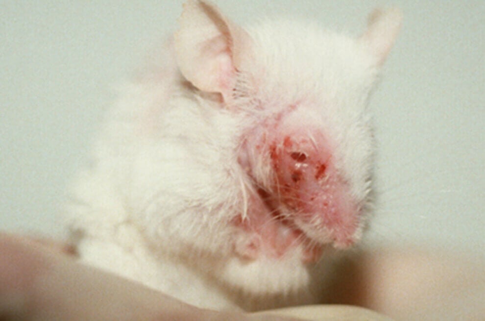 Maus vom Tierversuch mit verletzter Haut am Auge