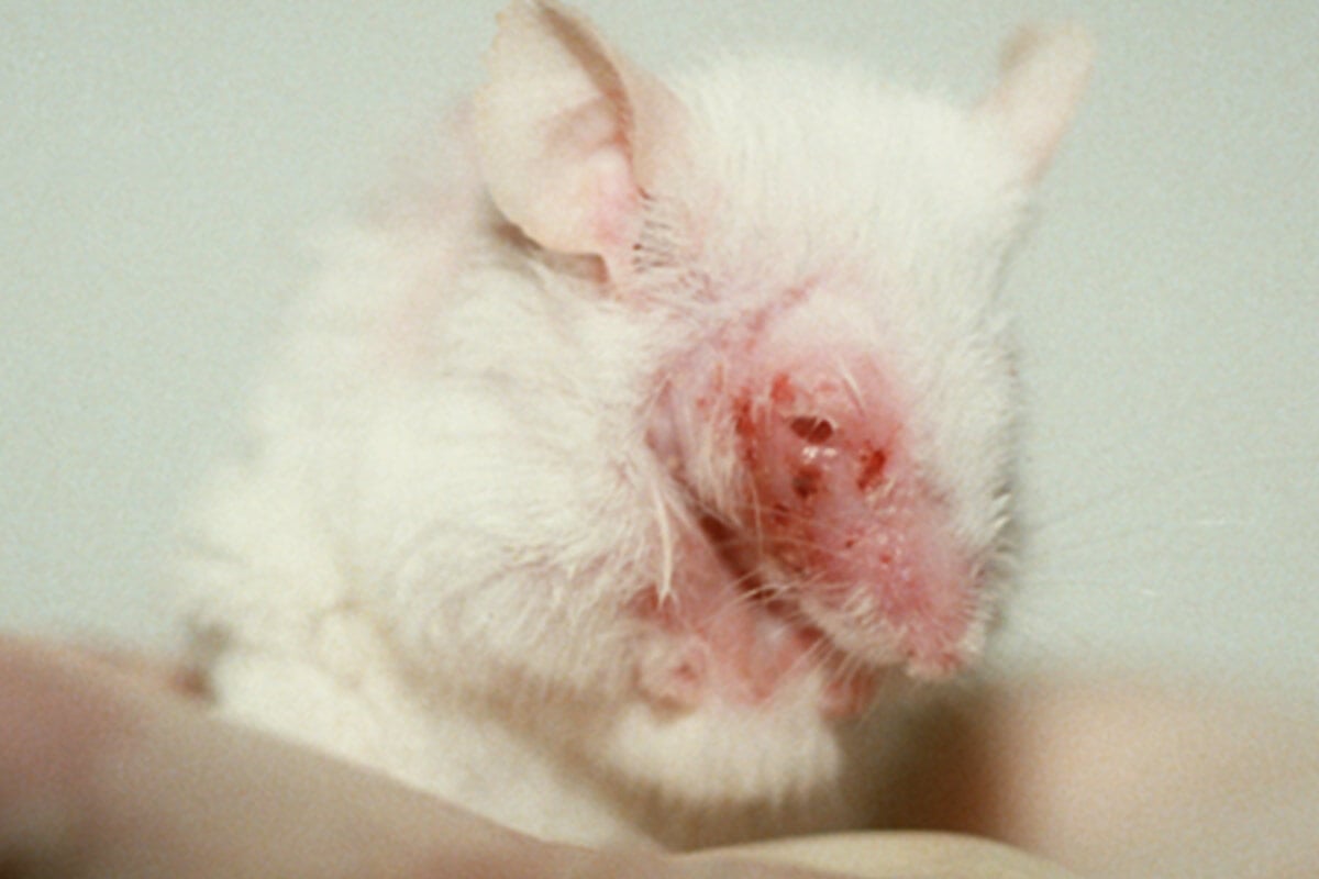 Jetzt schnell mithelfen: Unnötige Chemikalientests an Tieren in der EU beenden