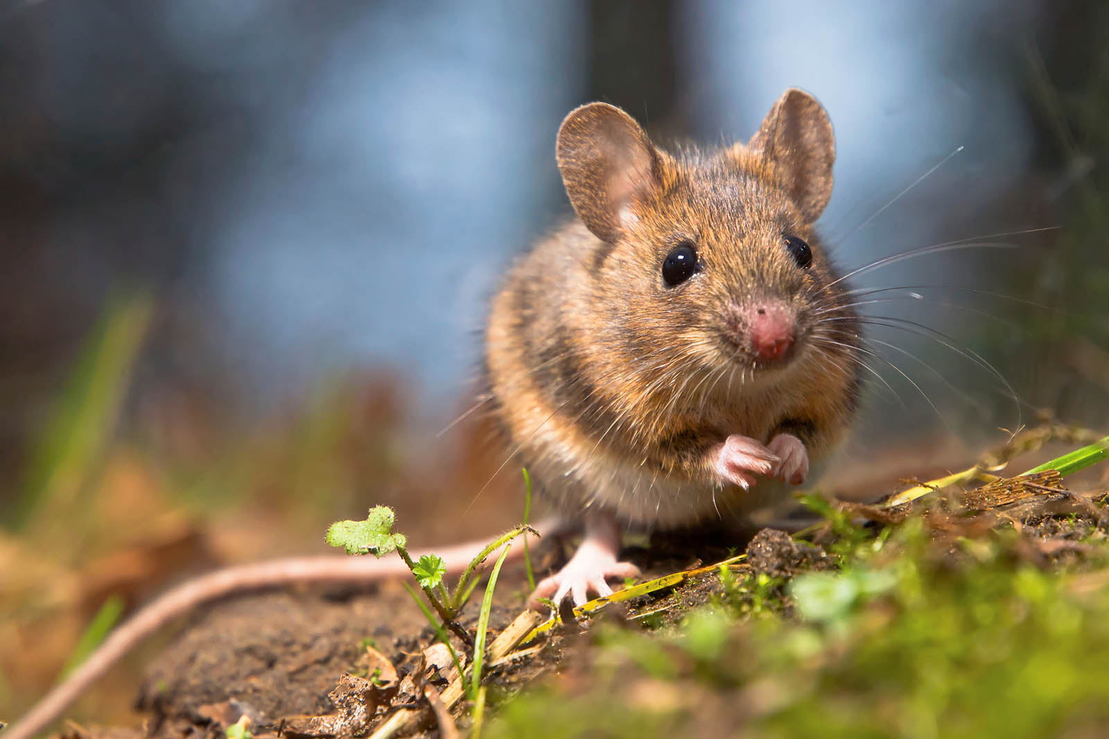Ingredion: Größter Zulieferer von Getränkesirup beendet Tierversuche