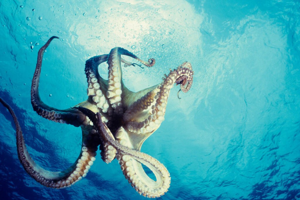 Oktopus im Meer