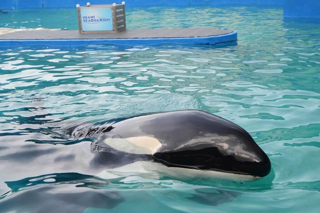 Orca Lolita schwimmt im Miami Seaaquarium