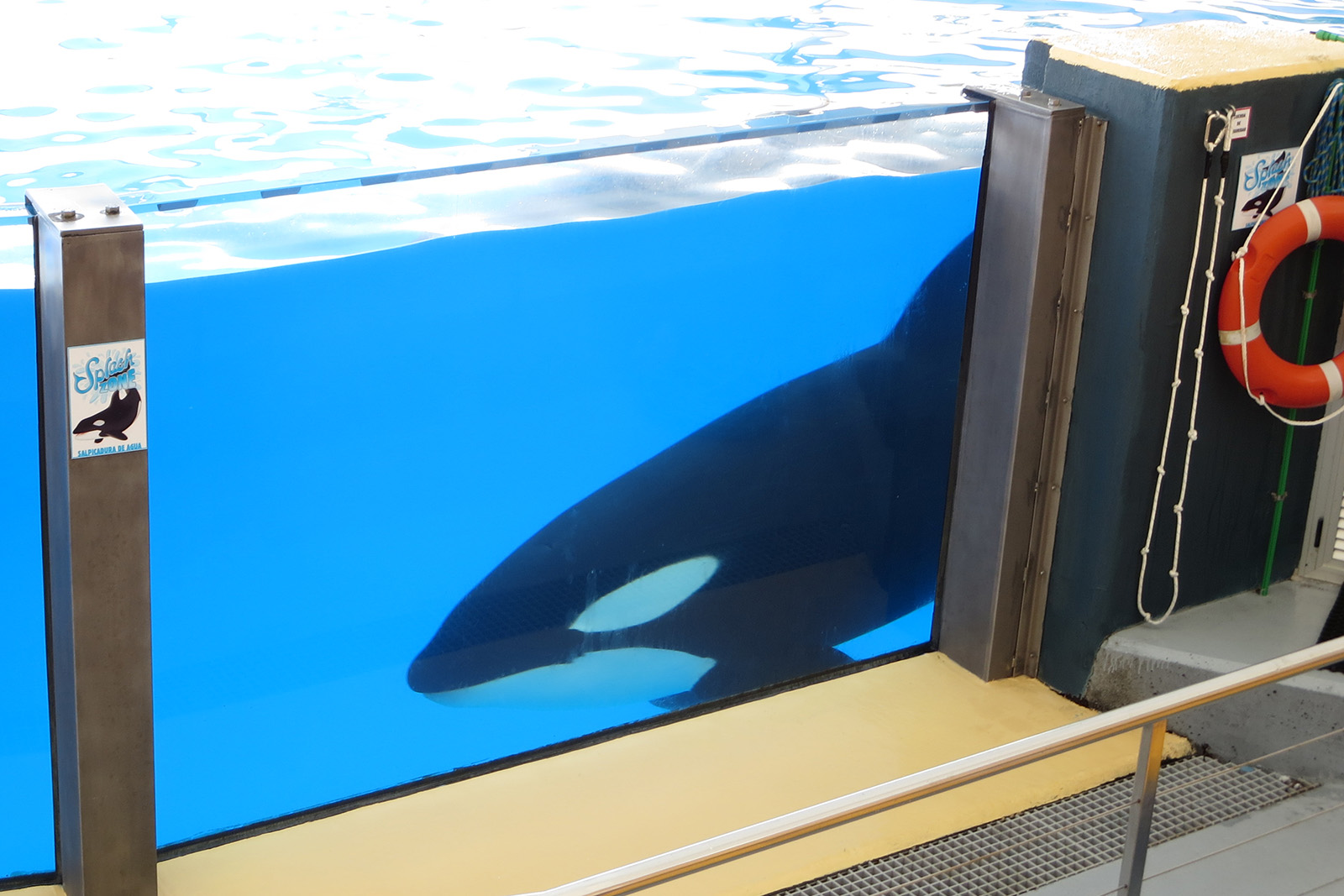 Orca in Gefangenschaft im Wasserbecken