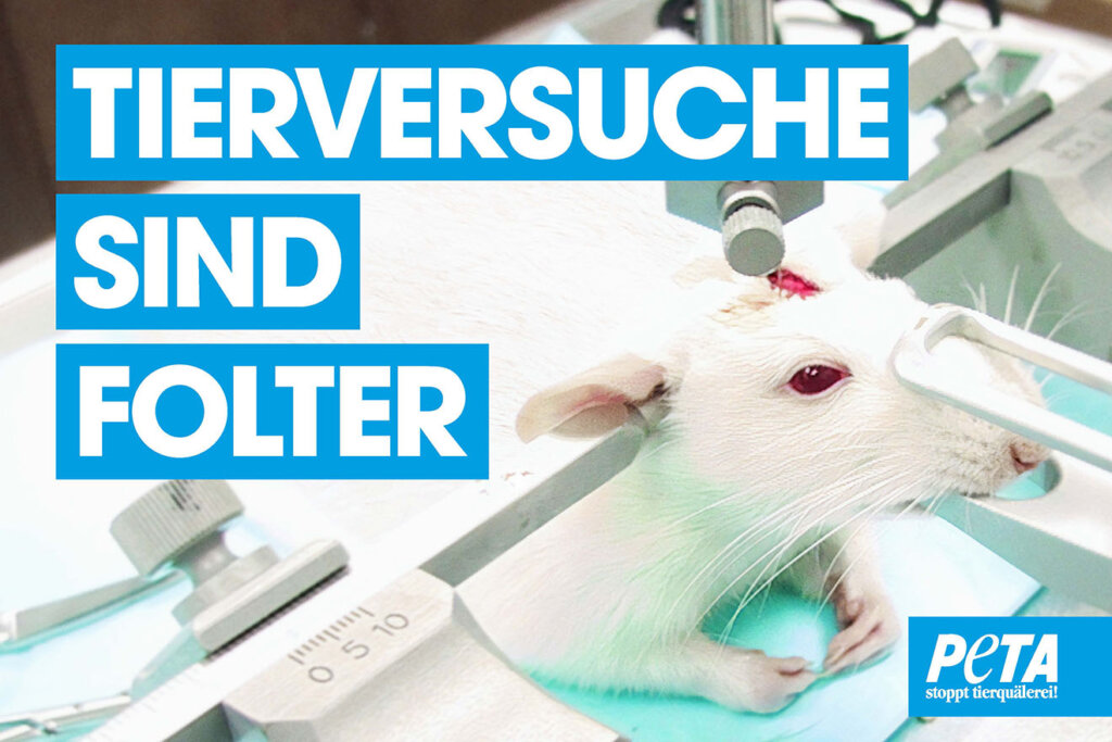 Poster Maus im Tierversuch